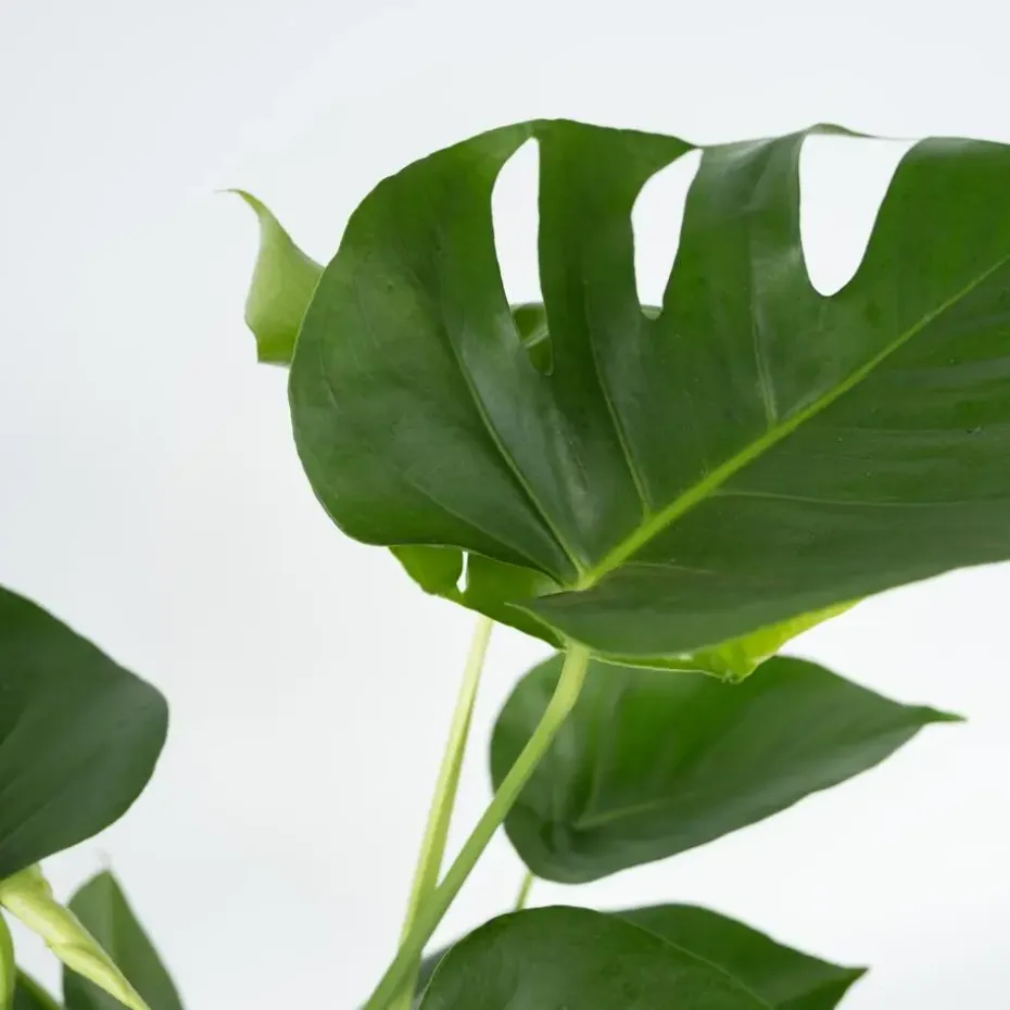Gatenplant - Monstera deliciosa - Hoogte 50-60cm - ⌀17cm