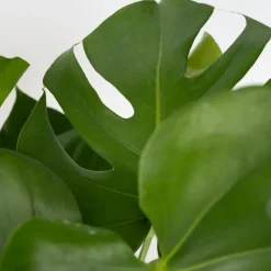Gatenplant - Monstera deliciosa - Hoogte 50-60cm - ⌀17cm