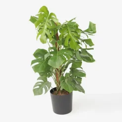 Gatenplant - Monstera deliciosa - Hoogte 120-130cm - ⌀24cm