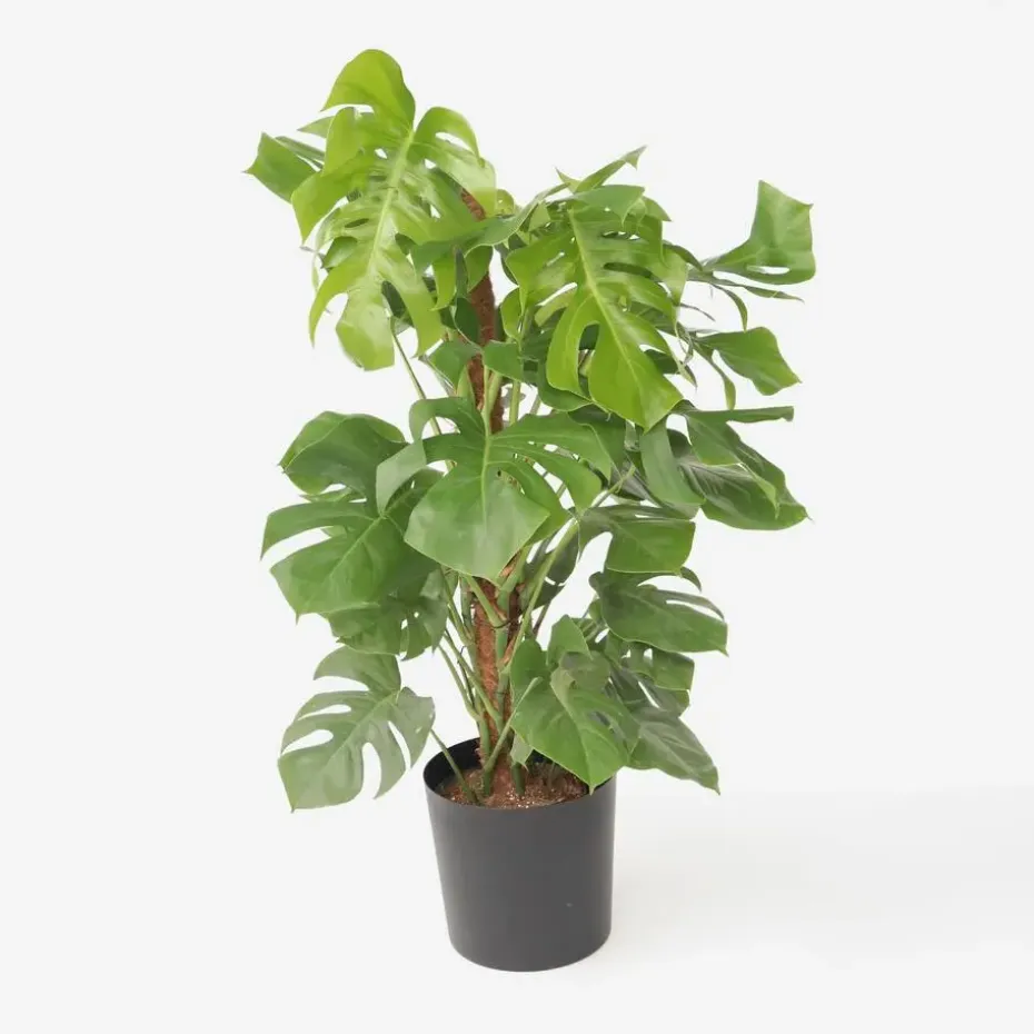 Gatenplant - Monstera deliciosa - Hoogte 120-130cm - ⌀24cm