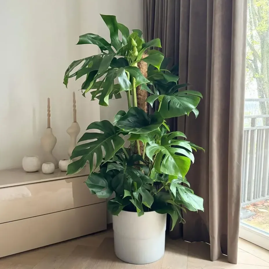 Gatenplant - Monstera deliciosa - Hoogte 120-130cm - ⌀24cm