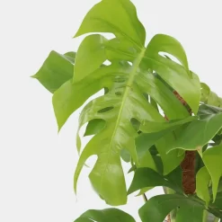 Gatenplant - Monstera deliciosa - Hoogte 120-130cm - ⌀24cm