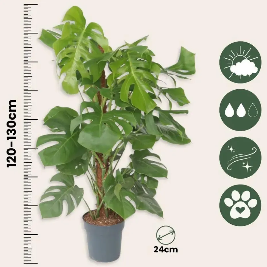 Gatenplant - Monstera deliciosa - Hoogte 120-130cm - ⌀24cm