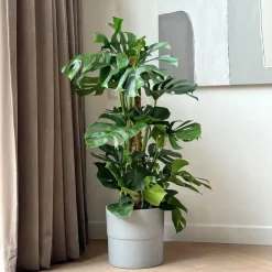 Gatenplant - Monstera deliciosa - Hoogte 120-130cm - ⌀24cm