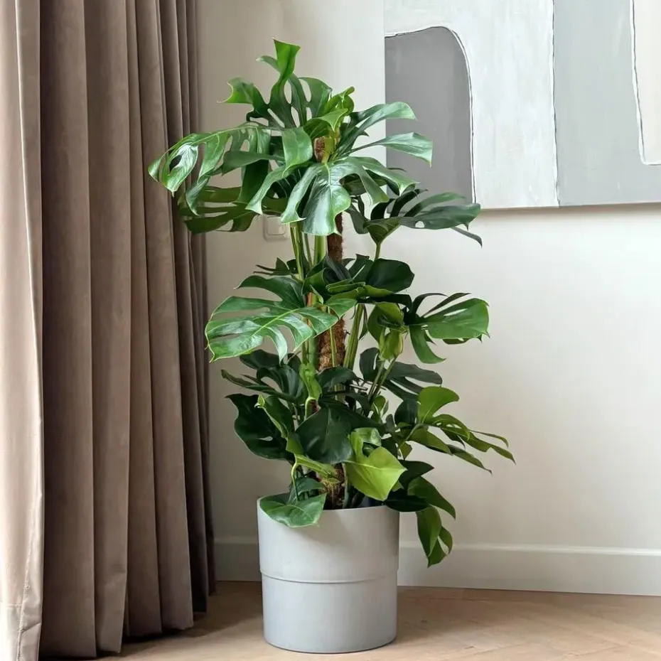 Gatenplant - Monstera deliciosa - Hoogte 120-130cm - ⌀24cm