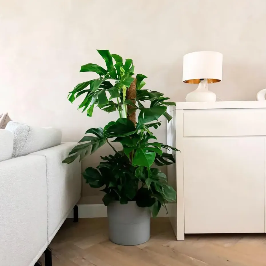 Gatenplant - Monstera deliciosa - Hoogte 120-130cm - ⌀24cm