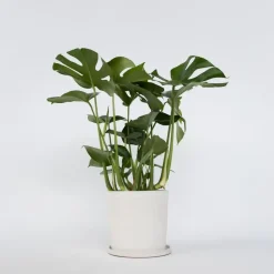Gatenplant - Monstera deliciosa - Hoogte 70-80cm - ⌀21cm