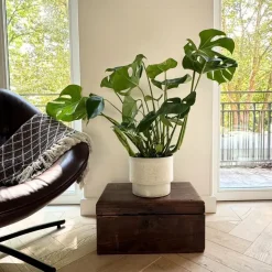 Gatenplant - Monstera deliciosa - Hoogte 70-80cm - ⌀21cm