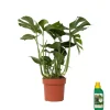 Gatenplant met plantenvoeding - Monstera deliciosa - Hoogte 70-80cm - ⌀21cm