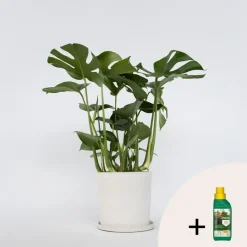 Gatenplant met plantenvoeding - Monstera deliciosa - Hoogte 70-80cm - ⌀21cm