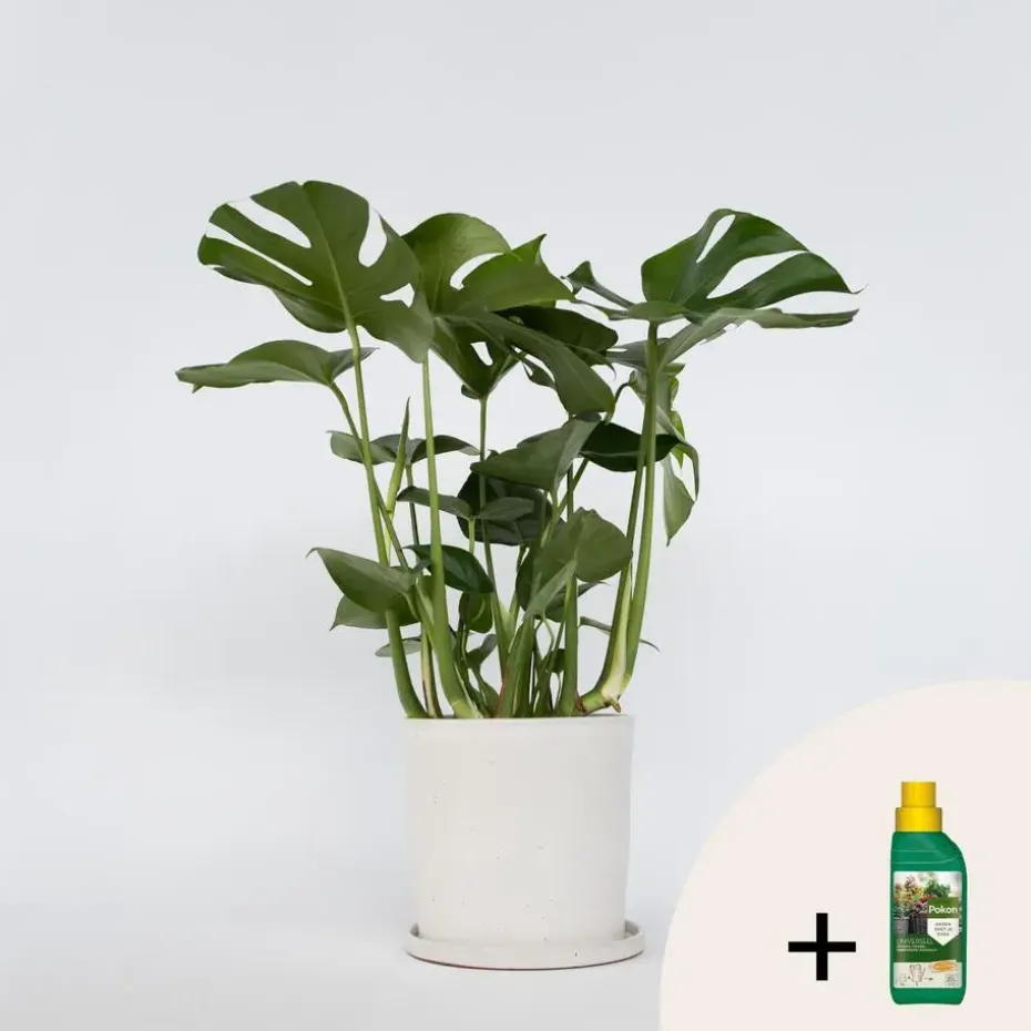 Gatenplant met plantenvoeding - Monstera deliciosa - Hoogte 70-80cm - ⌀21cm