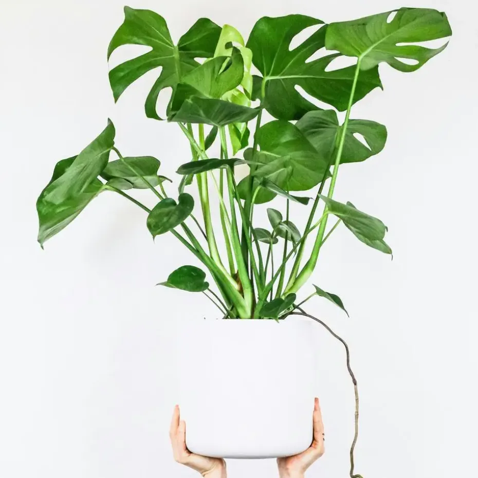 Gatenplant met plantenvoeding - Monstera deliciosa - Hoogte 70-80cm - ⌀21cm