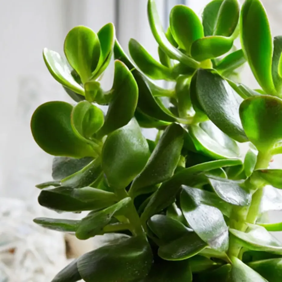 Geldboom - Crassula ovata - Hoogte 15-25 cm - ø 12 cm