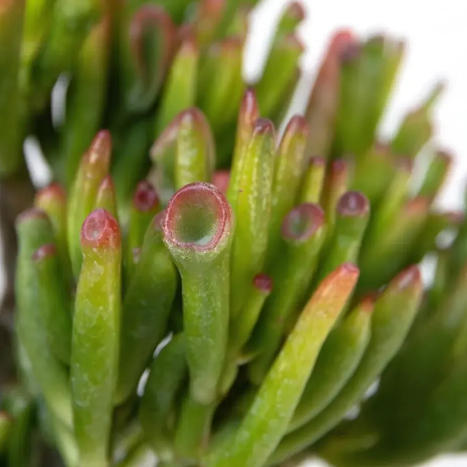 Geldboom - Mix van 3 - Crassula Minor, Hobbit, Sunset - Hoogte 10-25cm - ø12cm