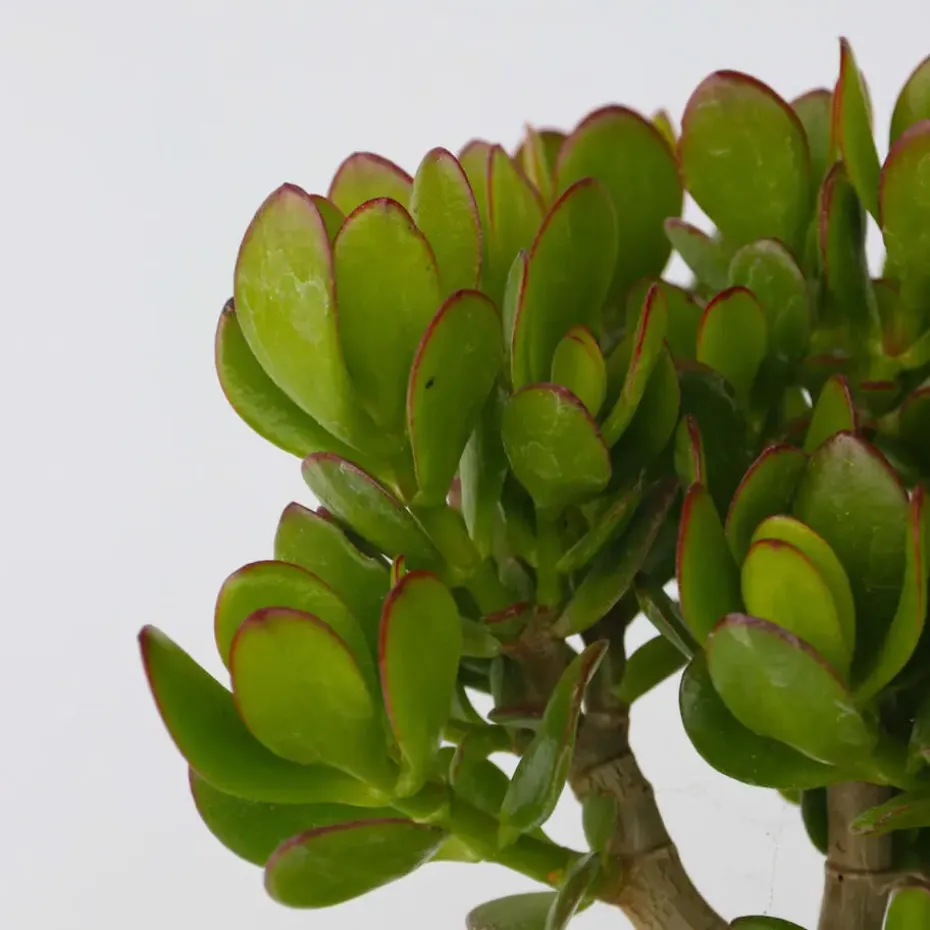 Geldboom - Mix van 3 - Crassula Minor, Hobbit, Sunset - Hoogte 10-25cm - ø12cm