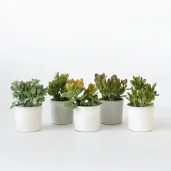 Geldboom - Mix van 5 Crassula ovata soorten - Hoogte 10-25cm - Pot 12cm