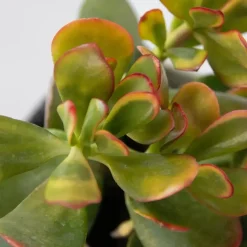 Geldboom - Mix van 5 Crassula ovata soorten - Hoogte 10-25cm - Pot 12cm
