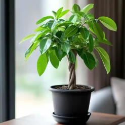 Geldboom - Pachira aquatica - Hoogte 60-70cm - ⌀17cm