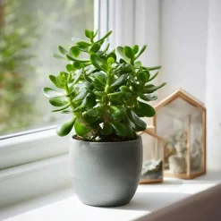 Geldboom - Set van 2 - Crassula ovata - Hoogte 15-25 cm - ø 12 cm