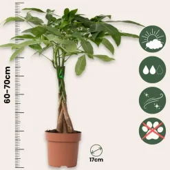 Geldboom met voeding - Set van 2 - Pachira aquatica - Hoogte 60-70cm - ⌀17cm