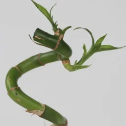 Geluksbamboe - Set van 12 - Dracaena sanderiana - Hoogte 40-50cm - ⌀2cm