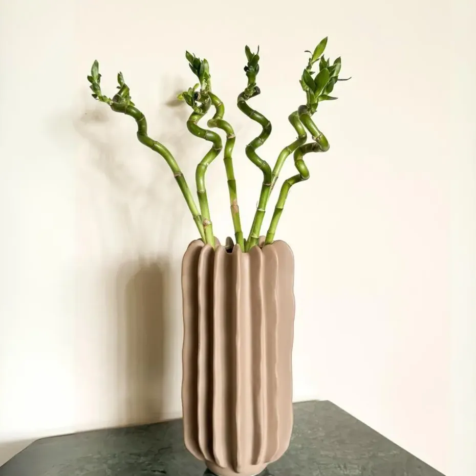 Geluksbamboe - Set van 12 - Dracaena sanderiana - Hoogte 40-50cm - ⌀2cm