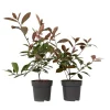 Glansmispel - Set van 2 - Photinia fraseri 'Red Robin' - Hoogte 30-40cm - ⌀17cm