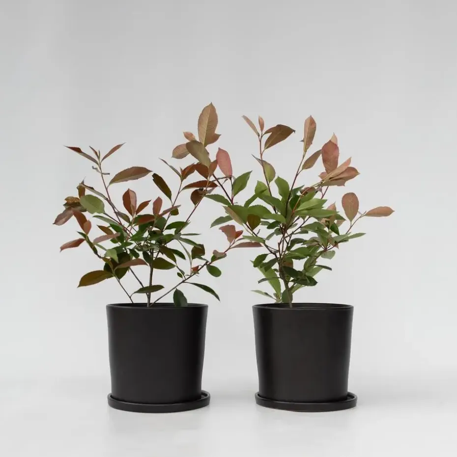 Glansmispel - Set van 2 - Photinia fraseri 'Red Robin' - Hoogte 30-40cm - ⌀17cm