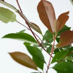 Glansmispel - Set van 2 - Photinia fraseri 'Red Robin' - Hoogte 30-40cm - ⌀17cm