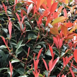 Glansmispel - Set van 2 - Photinia fraseri 'Red Robin' - Hoogte 30-40cm - ⌀17cm