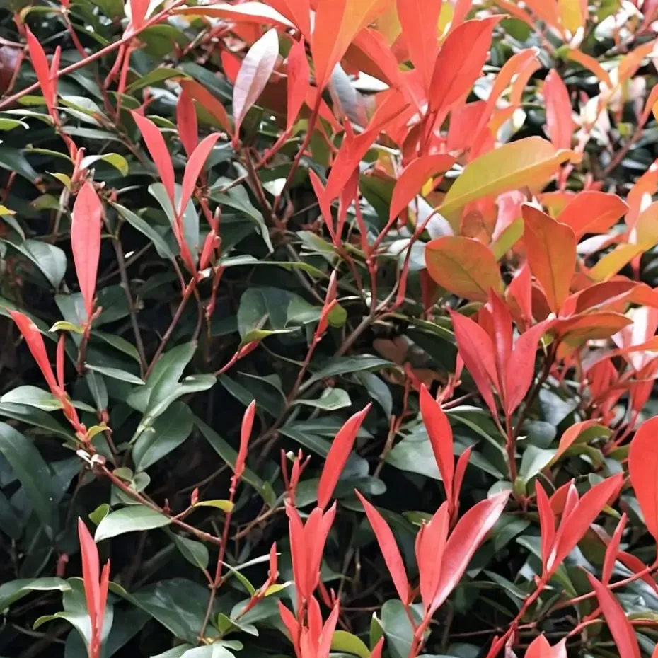 Glansmispel - Set van 2 - Photinia fraseri 'Red Robin' - Hoogte 30-40cm - ⌀17cm
