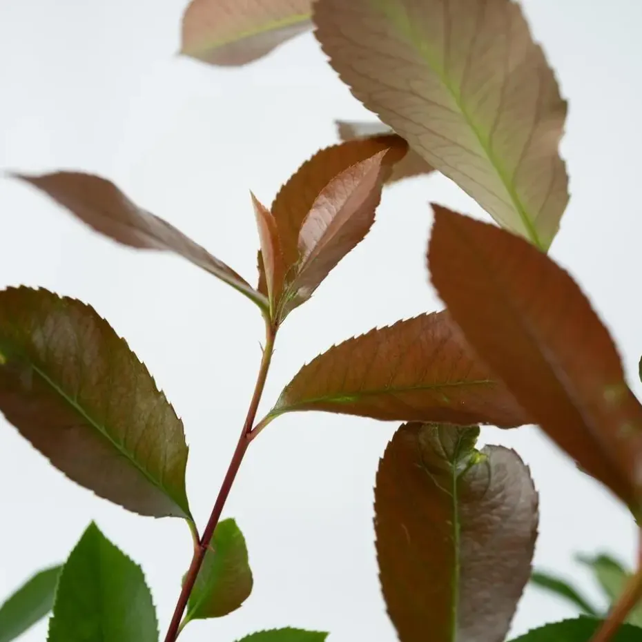 Glansmispel - Set van 2 - Photinia fraseri 'Red Robin' - Hoogte 30-40cm - ⌀17cm