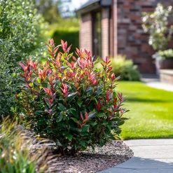 Glansmispel - Set van 2 - Photinia fraseri 'Red Robin' - Hoogte 30-40cm - ⌀17cm