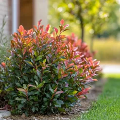 Glansmispel - Set van 2 - Photinia fraseri 'Red Robin' - Hoogte 30-40cm - ⌀17cm