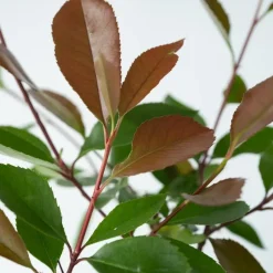 Glansmispel - Set van 2 - Photinia fraseri 'Red Robin' - Hoogte 30-40cm - ⌀17cm