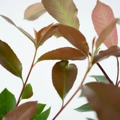 Glansmispel - Set van 2 - Photinia fraseri 'Red Robin' - Hoogte 30-40cm - ⌀17cm