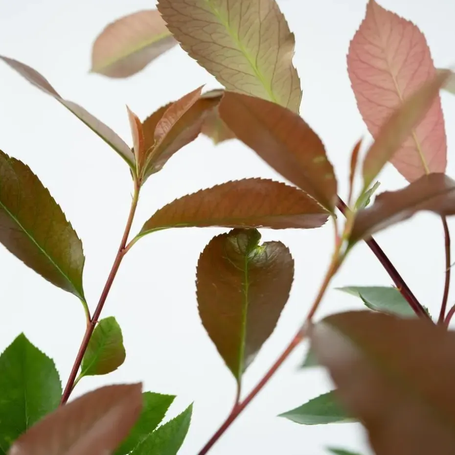 Glansmispel - Set van 2 - Photinia fraseri 'Red Robin' - Hoogte 30-40cm - ⌀17cm