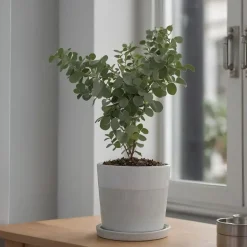 Gomboom - Set van 4 - Eucalyptus 'Pulverulenta' - Hoogte 25-40cm - ⌀12cm