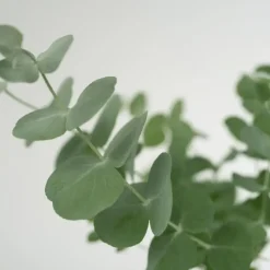 Gomboom - Set van 2 - Eucalyptus 'Pulverulenta' - Hoogte 25-40cm - ⌀13cm