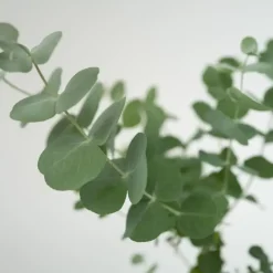 Gomboom - Set van 2 - Eucalyptus 'Pulverulenta' - Hoogte 25-40cm - ⌀13cm