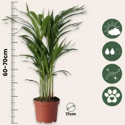 Goudpalm met voeding - Set van 2 - Dypsis lutescens - Hoogte 60-70cm - ⌀17cm