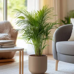 Goudpalm met voeding - Set van 2 - Dypsis lutescens - Hoogte 60-70cm - ⌀17cm