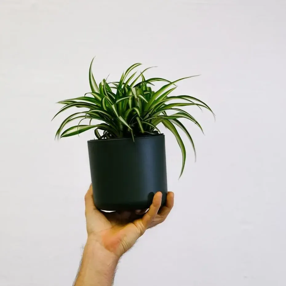 Graslelie - Chlorophytum comosum 'Atlantic' - Hoogte 25-40cm - ⌀12cm
