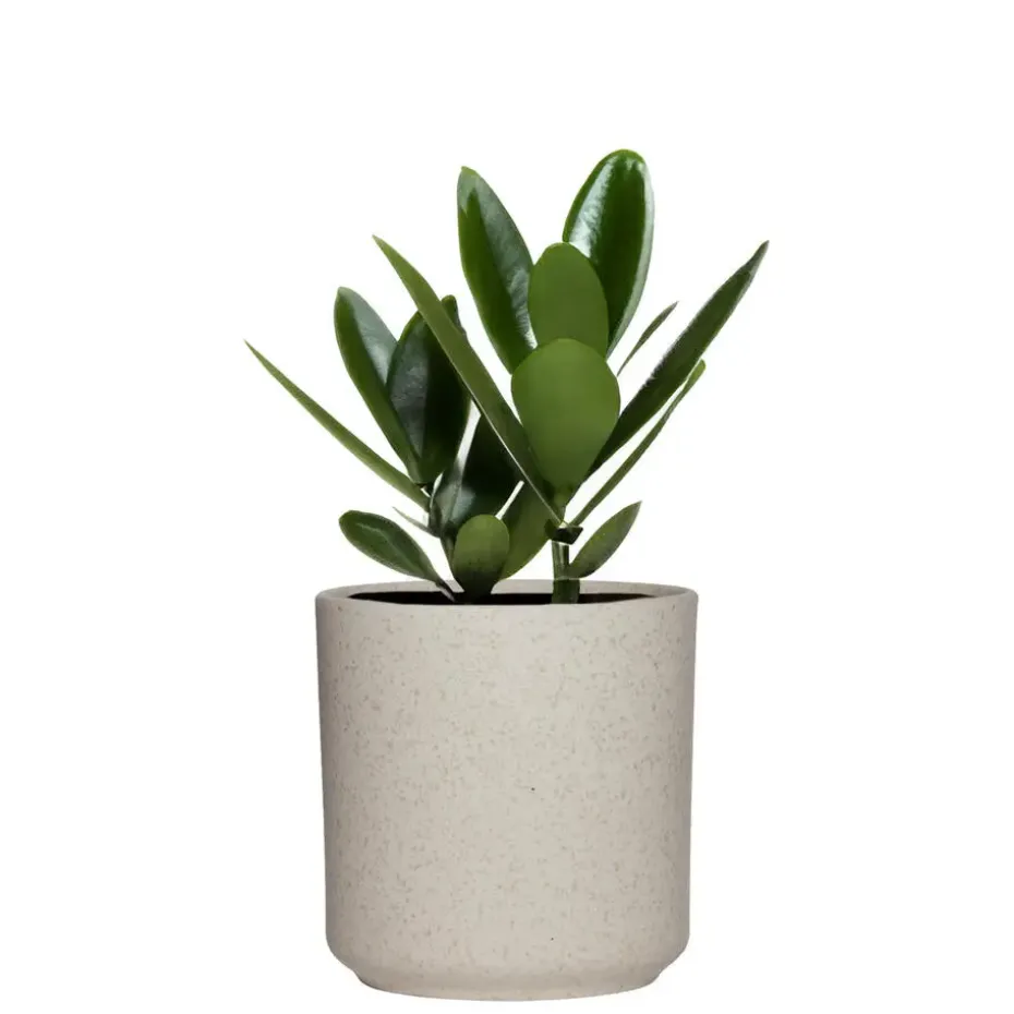 Hakbijl Plantenpot/bloempot Cindy - wit - keramiek - D15xH15 cm