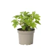 Hortensia - Hydrangea quercifolia 'Toy Soldier' - Hoogte 25-40cm - ⌀19cm