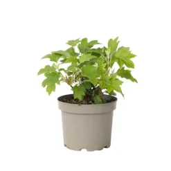 Hortensia - Hydrangea quercifolia 'Toy Soldier' - Hoogte 25-40cm - ⌀19cm
