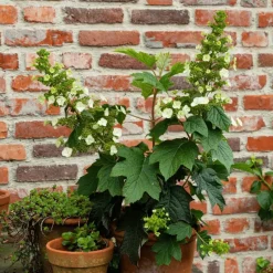 Hortensia - Hydrangea quercifolia 'Toy Soldier' - Hoogte 25-40cm - ⌀19cm