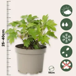 Hortensia - Hydrangea quercifolia 'Toy Soldier' - Hoogte 25-40cm - ⌀19cm