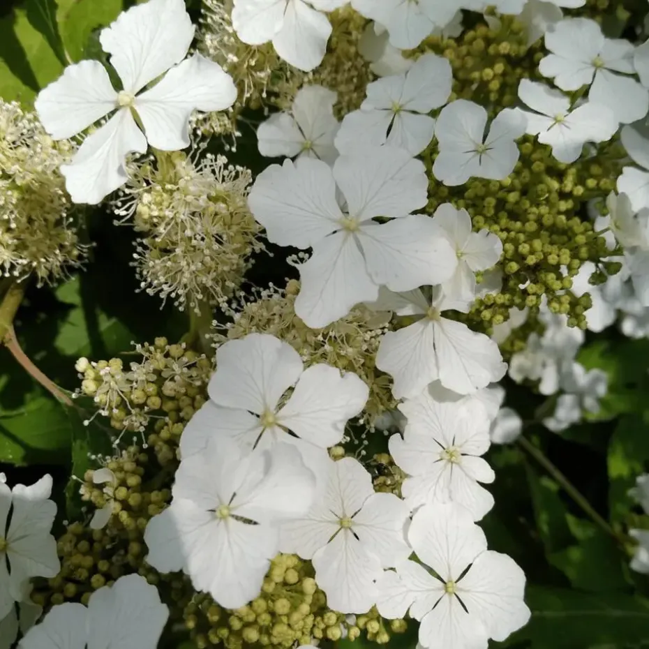 Hortensia - Hydrangea quercifolia 'Ice Crystal' - Hoogte 25-40cm - ⌀19cm