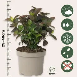 Hortensia - Hydrangea serrata 'Dare Devil' - Hoogte 25-40cm - ⌀19cm
